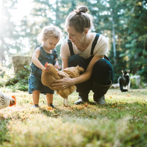 A woman and a small child pet a chicken in the morning light