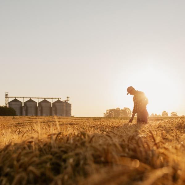 A man works in a field with a rising sun behind him