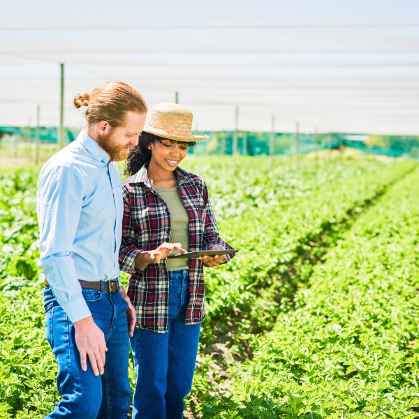 People in Field with Computer